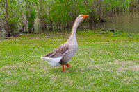 Waterfowl 1 IMG_1634